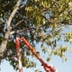 thumbnail image 4 of Tijera Podar Bypass Con Mango Madera, 4 of 4