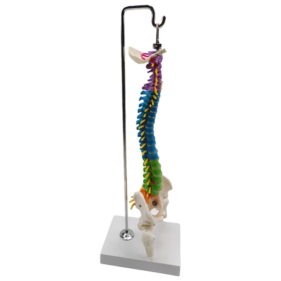 Modelo De Columna Vertebral De Esqueleto Humano Con Soporte Para Demostración