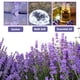 thumbnail image 5 of Flores secas de lavanda Jitejoe, fragantes naturales, a granel, 454 g, 5 of 9
