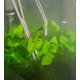 thumbnail image 5 of Set de 5 Herramientas para Aquascaping A2Z SCILAB de Acero Inoxidable, 5 of 7
