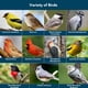 thumbnail image 4 of Semilla para aves silvestres Blue Seal Neat Feast 3.63 kg atrae variedad, 4 of 9
