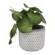 thumbnail image 1 of Planta Artificial peperomia, 1 of 4