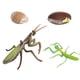 thumbnail image 5 of Colección - Ciclo De Vida Realista De Un Conjunto Mantis - 4 Piezas Separadas En El Conjunto, 5 of 5