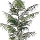 thumbnail image 3 of Planta Decorativa Palmera Areca 210 cm, 3 of 3