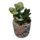 thumbnail image 2 of Set 2 Planta Decorativa Suculenta Adorno Hogar Jhn, 2 of 3