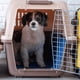 thumbnail image 2 of Kennel Transportador Resistente 52x41x75cm Perro Mascota Lau, 2 of 3