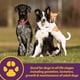 thumbnail image 2 of Suplemento Horse Health Canine Red Cell 1l Para Perros, 2 of 3