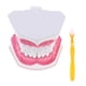 thumbnail image 3 of Dientes Anatómicos Modelo Dentista Ense?anza Higiene Oral Modelo Modelo 2x, 3 of 5