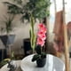 thumbnail image 2 of Planta artificial Orquidea 40 cm, 2 of 3