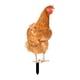 thumbnail image 3 of Estaca De Estatua De Animal De Pollo Realista Para Patio, Piscina, Porche Delantero, 30cm X 13cm, 3 of 5