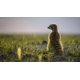 thumbnail image 4 of Documental BBC Dynasties 4K Ultra HD + Blu-ray, 4 of 5