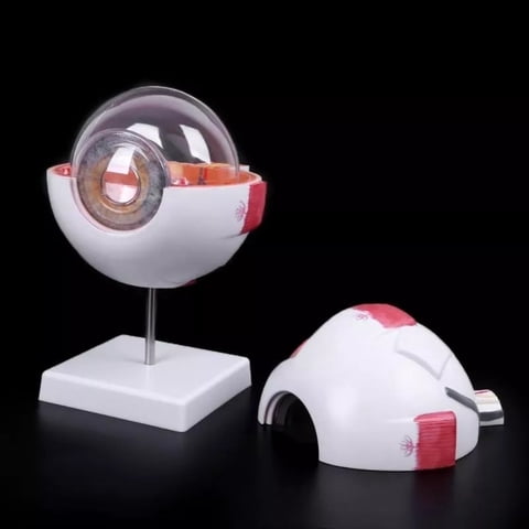 D&M - Ojo Humano - Modelo Anatómico Desarmable