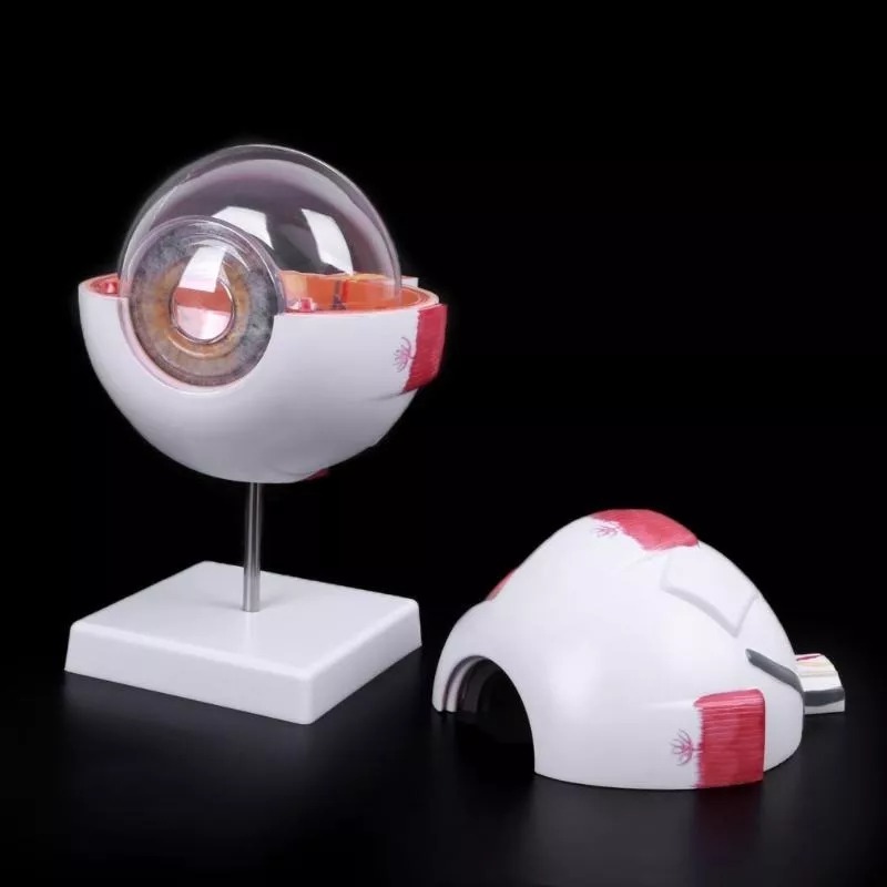 D&M - Ojo Humano - Modelo Anatómico Desarmable