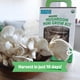 thumbnail image 3 of Kit de cultivo de hongos Back to the Roots Organic Mini Harvest, 3 of 6