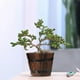 thumbnail image 2 of Macetero De Madera Tipo Barril Para Jardin Terraza Planta XS, 2 of 8