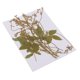 thumbnail image 3 of Paquete De 12 Zarcillos De Guisantes De Flores Secas Prensadas Reales Para Decoración De Bricolaje, Manualidades, 3 of 5