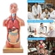 thumbnail image 5 of Modelo anatómico de torso humano 3D Generies 28 cm, 15 piezas, 5 of 6