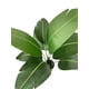 thumbnail image 2 of Ave Del Paraiso (strelitzia) 90cm, 2 of 3