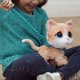thumbnail image 5 of Peluche Furreal Walkalots Grandes Paseos Perro, 5 of 5