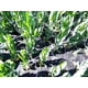 thumbnail image 5 of Malla tutora para plantas Tenax Hortonova SM 36 cm x 100 m blanca, 5 of 8