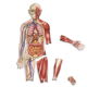thumbnail image 2 of Cuerpo humano magnético doble faz, 2 of 3