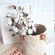 thumbnail image 3 of Algodón seco 10 tallos cotton blanco decorativos, 3 of 3