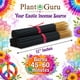 thumbnail image 5 of Varitas de incienso Plant Guru 28 cm "Eat It Raw" 85‑100 unidades, 5 of 9