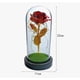 thumbnail image 2 of Rosa Eterna Rosa Bella Multicolor, 2 of 3