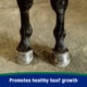 thumbnail image 4 of Suplemento En Pellets Para Cascos Horseshoers Secret 17 2 Kg, 4 of 9