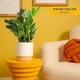 thumbnail image 2 of Maceta decorativa Live Plant Costa Farms ZZ en maceta decorativa de 30 a 50 cm de altura, 2 of 9