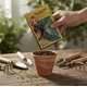 thumbnail image 2 of Semillas Cilantro para Huerto y Cocina | Las Encinas, 2 of 2