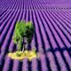 thumbnail image 2 of Aceite de fragancia de lavanda Virginia Candle Supply 237 ml, 2 of 9
