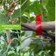 thumbnail image 2 of Herramienta Amarra Plantas Excelente Para Vid, Tomates, 2 of 3