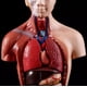 thumbnail image 5 of Torso Humano 28 Cm - Modelo Anatómico Órganos Extraíbles, 5 of 7