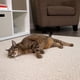 thumbnail image 3 of Juguete Gato SmartyKat Catnip Silvervine 35g Natural, 3 of 3