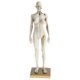 thumbnail image 1 of Modelo De Figura De Anatomía Femenina De 11 Pulgadas Referencia Anatómica Para Artistas - Blanco, 1 of 5