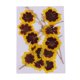 thumbnail image 1 of 12x real presionado flores secas gato cara crisantemo diy artesanía decoraciones, 1 of 5