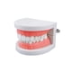 thumbnail image 5 of Modelo de dientes estándar, material didáctico para niños y adultos, modelo de demostración de tipodonte estándar (sin muelas del juicio), 5 of 7