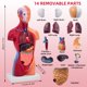 thumbnail image 2 of Modelo de cuerpo humano Ceonam de 28 cm con 15 piezas desmontables de PVC, 2 of 8
