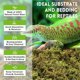 thumbnail image 3 of Riare musgo esfagno natural de 4 oz para reptiles y terrarios, 3 of 3