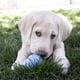thumbnail image 2 of Goma de dentición natural Chew Toy KONG Puppy para perros medianos, 2 of 9