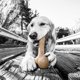 thumbnail image 2 of Hueso de perro de nailon para mascotas, corteza de dinosaurio Qwerks para masticadores agresivos, 2 of 7