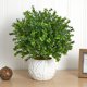 thumbnail image 4 of Planta artificial de madera de boj casi natural de hoja perenne con jarrón blanco, 4 of 5