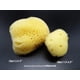 thumbnail image 3 of Esponjas Sea Silk Constantia Beauty, paquete de 12 unidades, para uso cosmético, 3 of 9