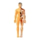 thumbnail image 4 of Aprendizaje Del Modelo De Cuerpo Humano Muestra Biología Humana Realista Para Los Grados 8+ Translúcido, 4 of 5