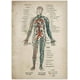 thumbnail image 4 of Lienzo de anatomía de estilo vintage francés, esqueleto médico, cuerpo humano, músculos, arte de pared, impresión de imágenes y póster para decoración de clínica médica, 40 x 50 cm x 6 sin marco, 4 of 7