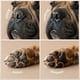 thumbnail image 3 of COOL PET BALM PERRO HIDRATANTE PATAS Y NARIZ 60ML, 3 of 4