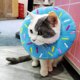 thumbnail image 1 of Collar dona talla M antilamidos, 1 of 6