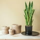 thumbnail image 3 of Planta Artificial Lengua De Suegra Planta Sansevieria Flores, 3 of 7