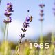 thumbnail image 2 of Crema de manos Jurlique Lavender 125ml, 2 of 2